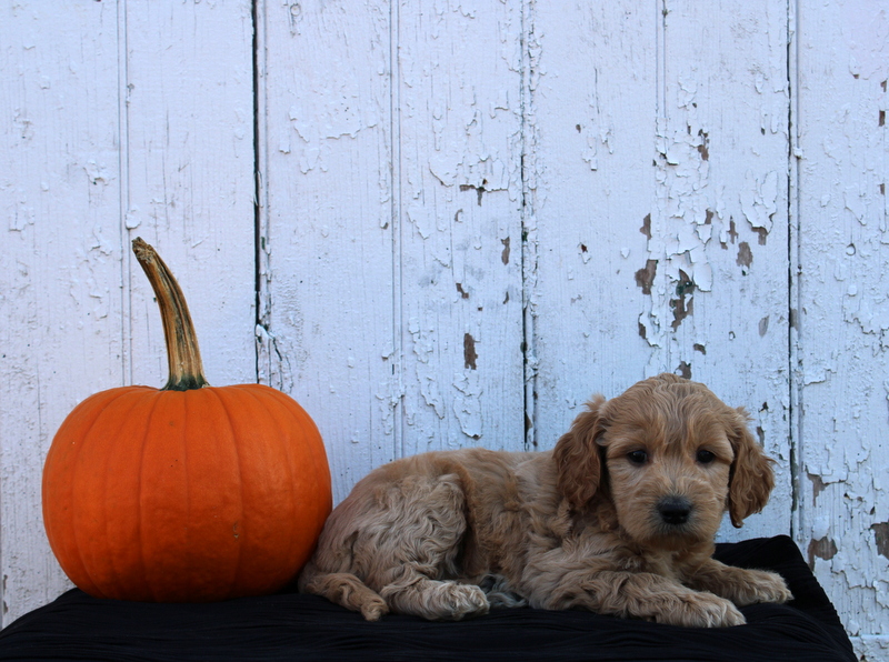 puppy, for, sale, Mini Goldendoodle F2B, Matthew B. Stoltzfus, dog, breeder, Gap, PA, dog-breeder, puppy-for-sale, forsale, nearby, find, puppyfind, locator, puppylocator, aca